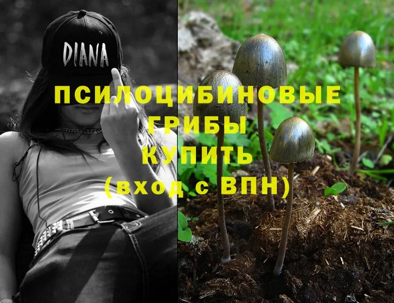 купить  цена  Кущёвская  Галлюциногенные грибы Magic Shrooms 